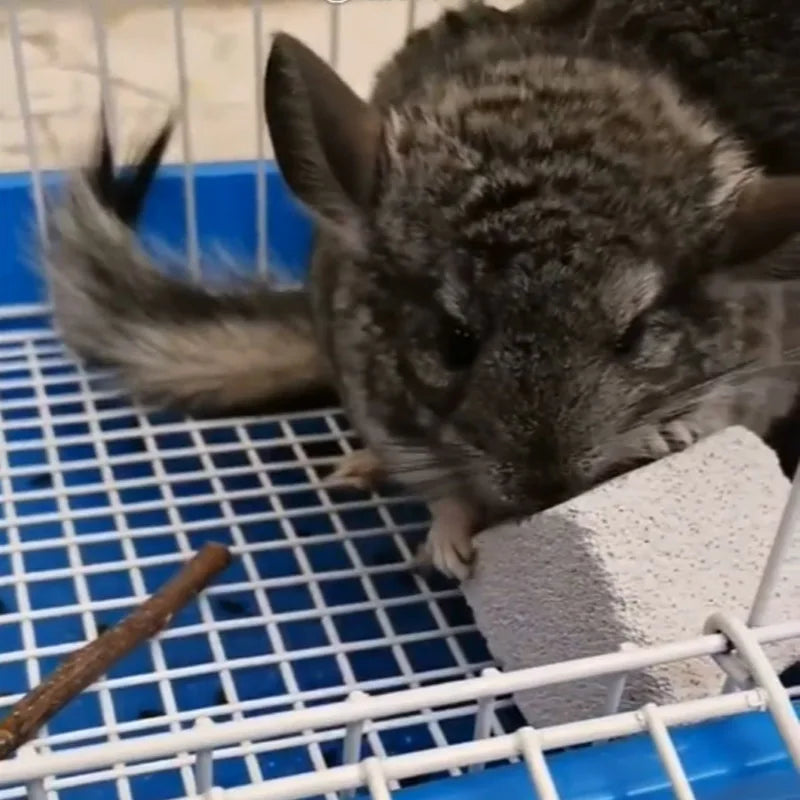 Natural Mineral Small Animals Molar Stone